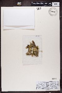 Thumbnail image of current specimen