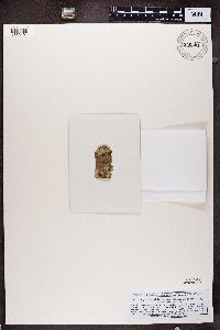 Opegrapha viridis image