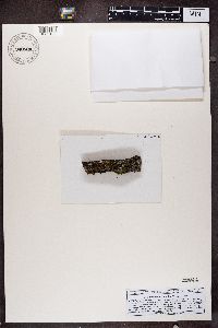 Pannaria conoplea image