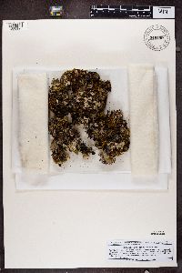 Peltigera rufescens image