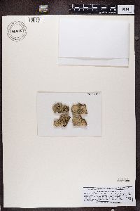 Pertusaria pertusa image