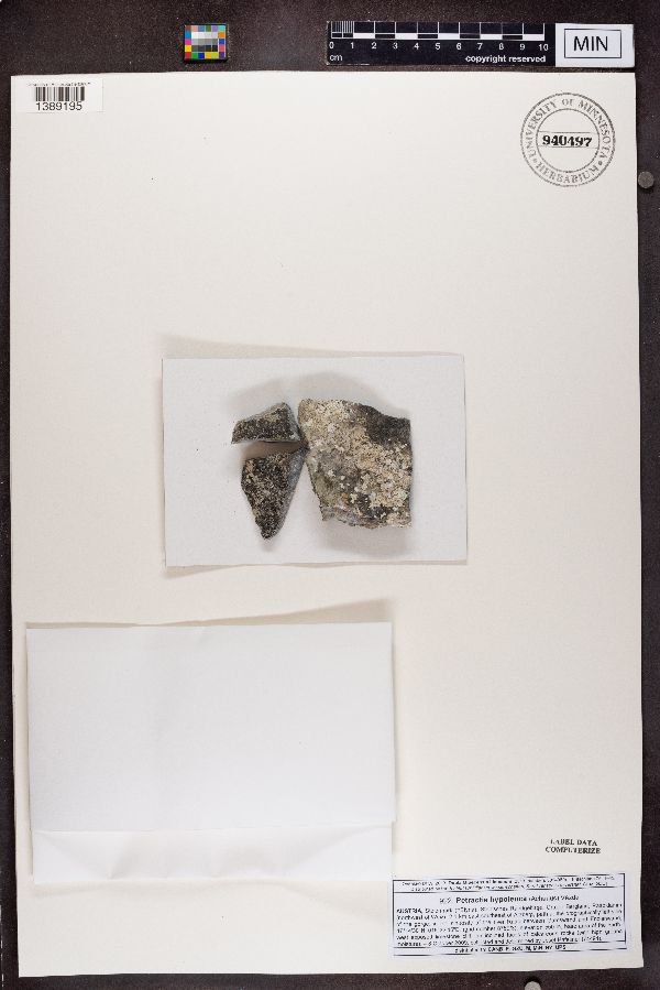 Petractis hypoleuca image