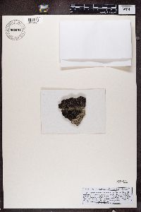 Rhizocarpon badioatrum image