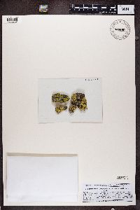 Rhizocarpon geographicum image