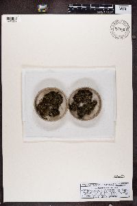 Solorina spongiosa image