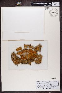 Xanthomendoza fulva image