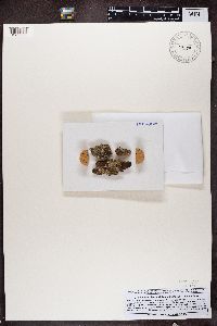 Chaenotheca trichialis image