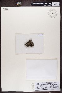 Lecidea berengeriana image