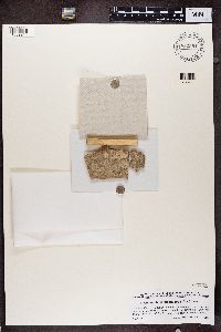 Chaenotheca brachypoda image