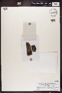 Lopadium disciforme image