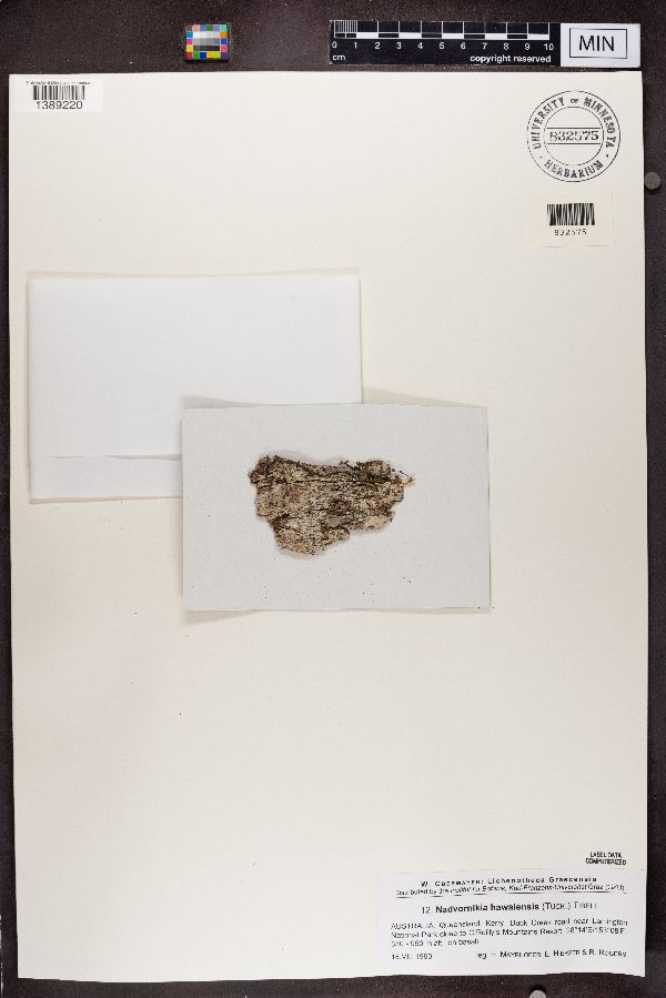 Nadvornikia hawaiensis image