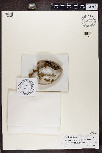 Polycauliona polycarpa image