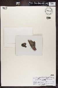 Amandinea punctata image