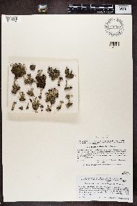 Cladonia decorticata image