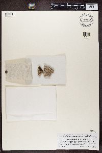 Gyalecta ulmi image