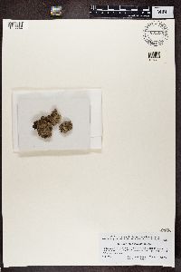 Nephroma laevigatum image