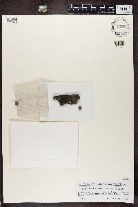 Ramboldia stuartii image