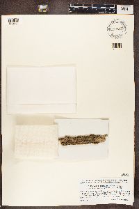Piccolia ochrophora image
