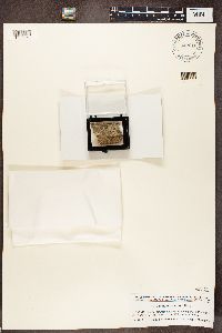 Calicium salicinum image