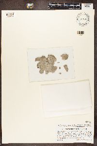 Dermatocarpon miniatum image