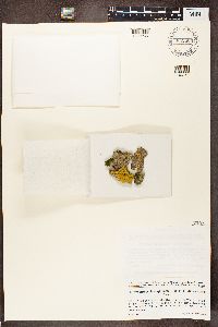 Hyperphyscia adglutinata image