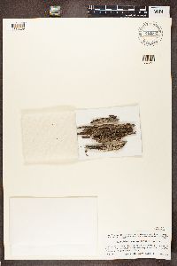 Mycoblastus sanguinarius image