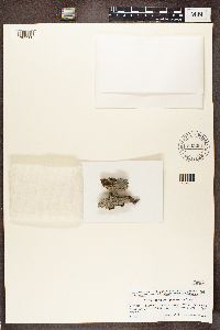 Pannaria conoplea image