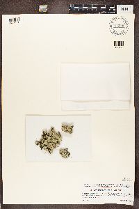 Parmotrema crinitum image