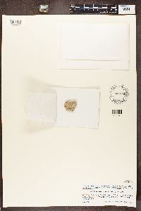 Thelotrema lepadinum image