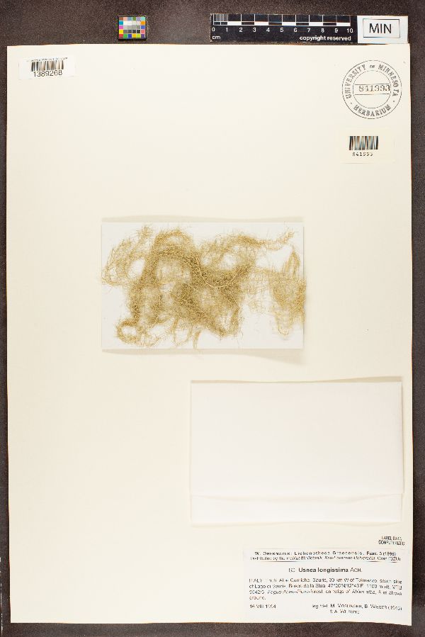 Usnea longissima image