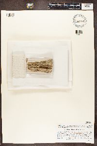 Chaenotheca xyloxena image