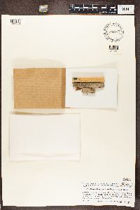 Chaenothecopsis pusilla image