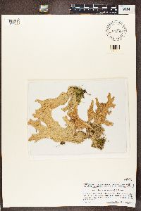 Lobaria pulmonaria image