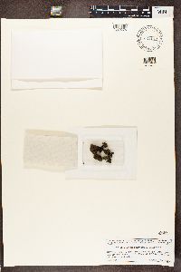 Massalongia carnosa image
