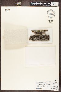 Ramboldia stuartii image