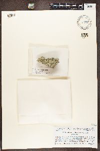 Dimelaena oreina image