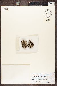 Cladonia symphycarpa image