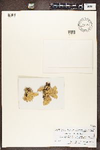 Lobaria scrobiculata image