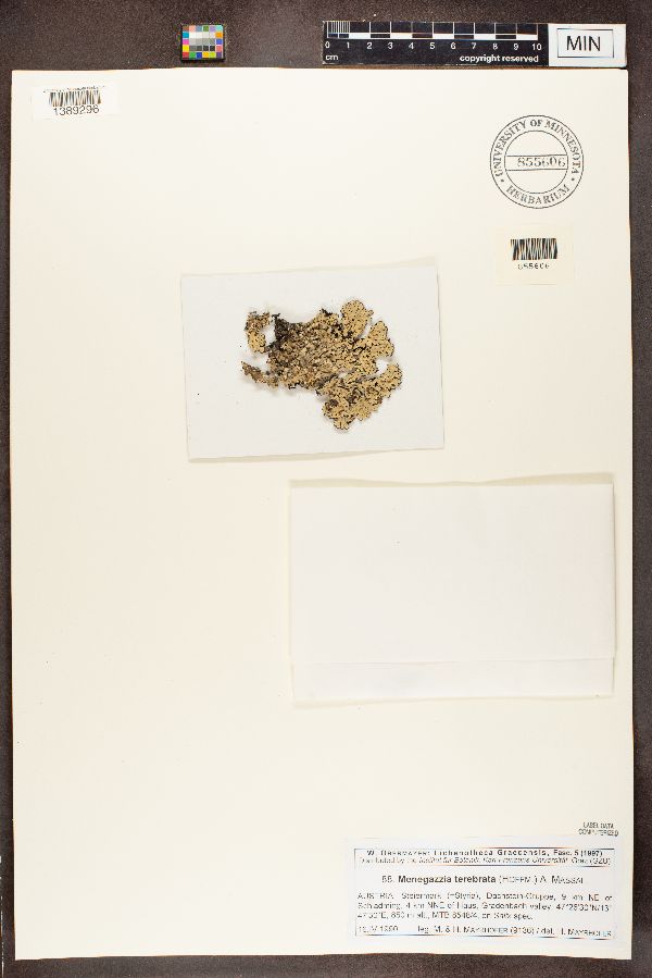 Menegazzia terebrata image