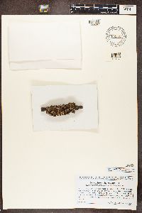 Nephroma helveticum image