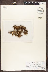 Nephroma laevigatum image