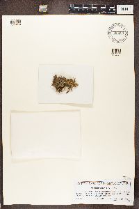 Nephroma parile image