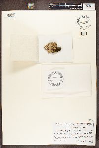 Punctelia subrudecta image