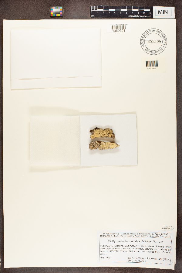 Pyrenula dermatodes image