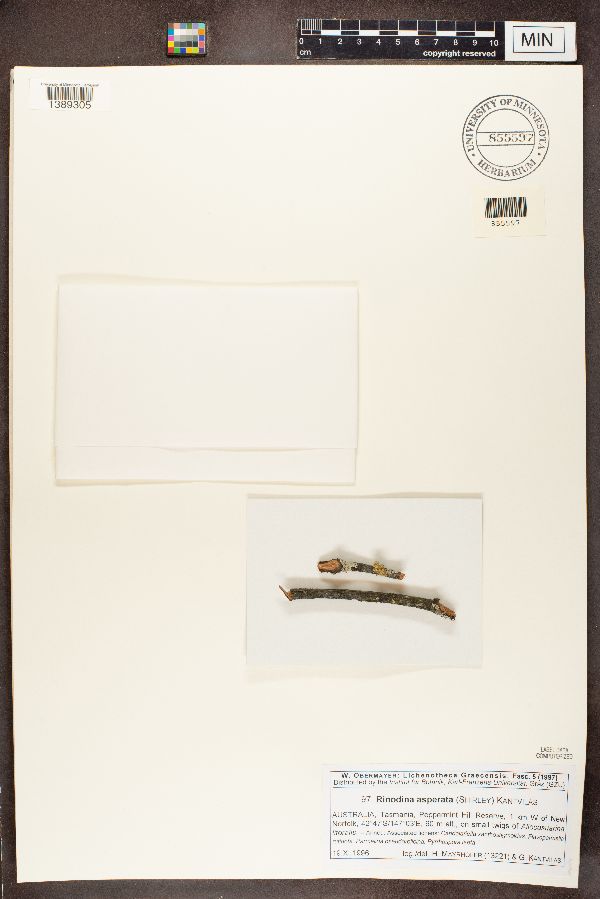 Rinodina asperata image