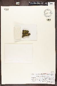 Rinodina exigua image