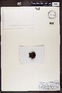 Bryoria bicolor image