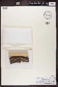 Calicium lenticulare image