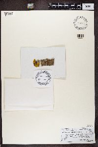 Athallia holocarpa image