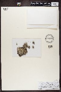 Heterodermia hypoleuca image